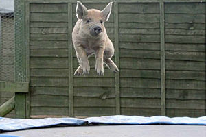 Supporting image for story: This little piggy didn't go to market – she bounced on trampoline at home