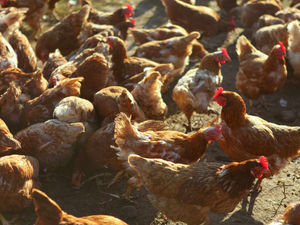 Supporting image for story: Ministry of Defence fears over Shropshire chicken sheds are dismissed