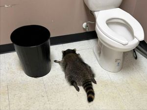 Supporting image for story: Drunken raccoon who broke into US liquor store found passed out in bathroom