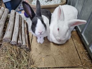 Supporting image for story: Rehoming appeal for inseparable rabbits who have been with charity for more than a year