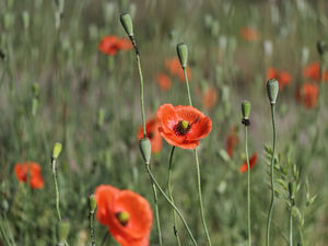 Supporting image for story: Appeal to help with poppy sales in Dudley