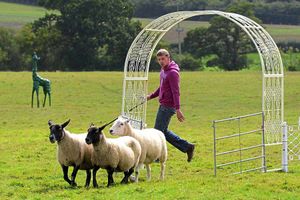 Supporting image for story: Gallery: Sheepdogs take a bow-wow at trials near Oswestry