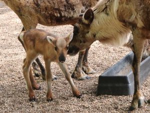 Supporting image for story: Meet baby Robin! Visitors invited to come and see Dudley Zoo's four adorable new reindeer