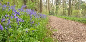 Bluebells at Dudmaston. (Photo: Dudmaston Estate NT/Facebook)