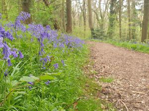 Supporting image for story: The Shropshire National Trust site that is one of the best places to see beautiful displays of bluebells