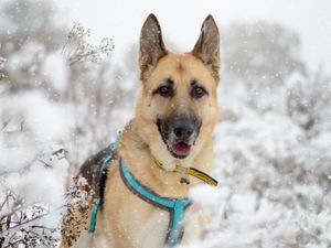 Dogs Trust Shrewsbury has issued a warning to owners during the snowy weather