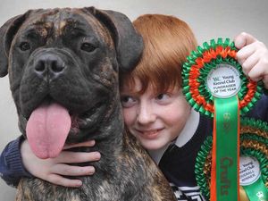 Supporting image for story: Crufts 2016: When does it start? What are the top events? Your guide to the 125th anniversary of the Birmingham NEC show