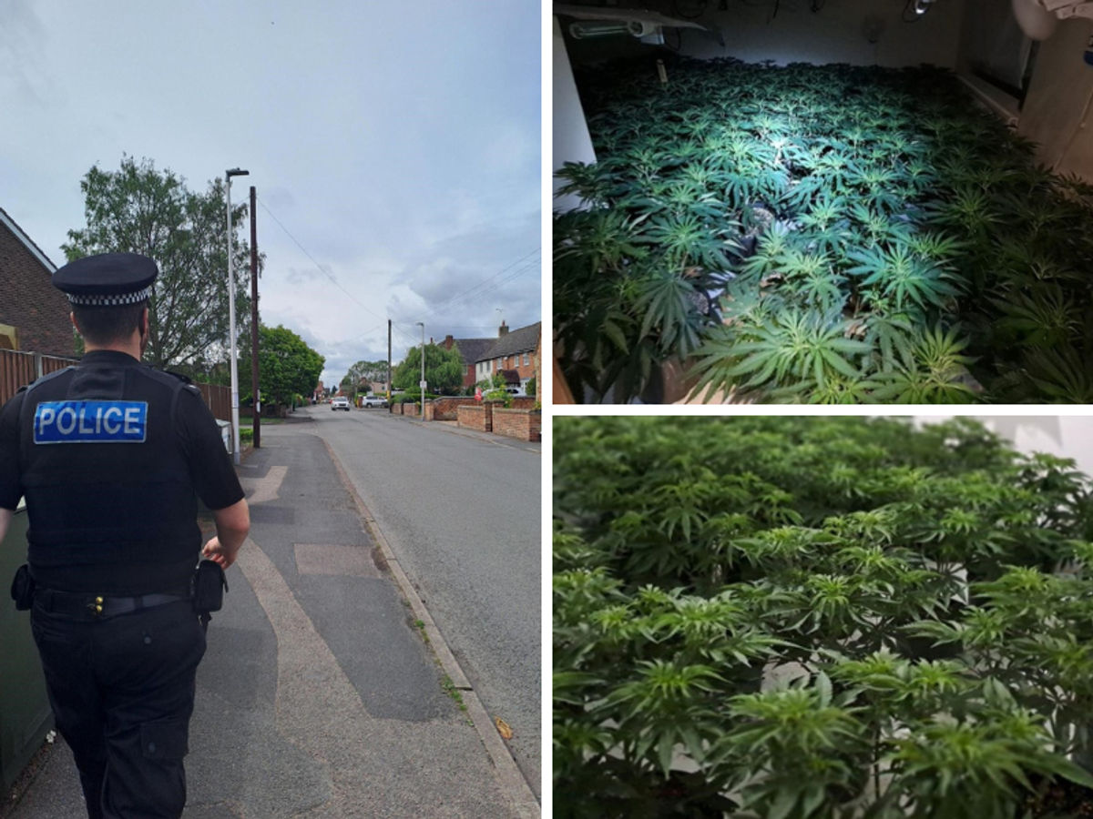 Bobbies on the beat uncover £1m cannabis grow near Cosford after tip-off from the public