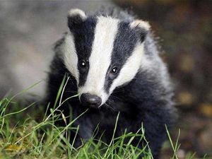 Supporting image for story: Poll: Is culling badgers the right approach to tackle bovine TB?