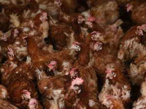 Supporting image for story: Supermarkets need stronger policies for antibiotics use on livestock – report