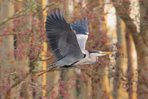 The overall winning image of a heron in full flight, taken by Harry Moore