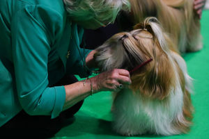 A Shih Tzu is groomed at the Birmingham National Exhibition Centre (NEC) for the fourth day of the Crufts Dog Show. Photo credit: Aaron Chown/PA Wire
