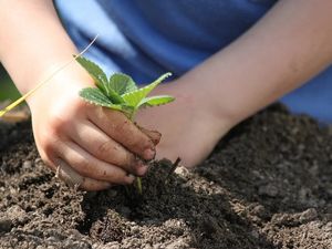 Supporting image for story: Codsall allotment holders angry at closure