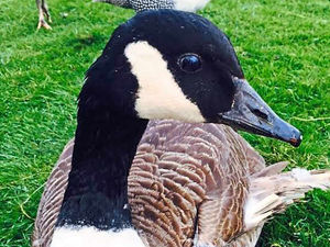 Supporting image for story: Alert after pet goose found dumped at Shropshire beauty spot