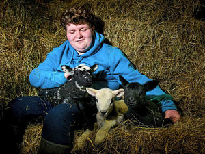 Supporting image for story: Triple trouble for Shropshire farm as they welcome three new lambs