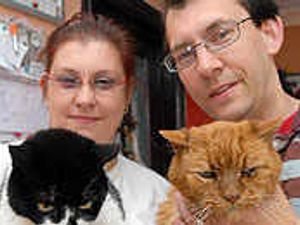 Supporting image for story: Cat charity's plea for volunteers
