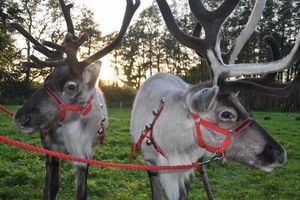 Real reindeer will be at the event