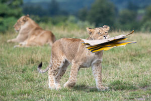 The lion cubs at West Midland Safari Park celebrated their first birthday with gift boxes and the park's adult lions