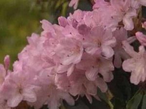 Supporting image for story: Flowers stolen from graves at Ellesmere Cemetery