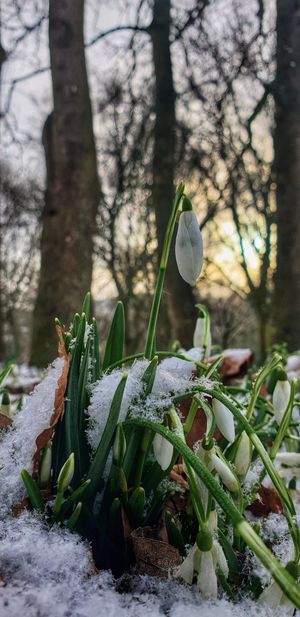A snowdrop sunrise at Wollescote Park. Photo: Rachel Smith  