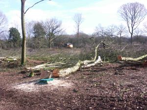 Supporting image for story: Residents 'shocked' and 'in tears' at council tree-thinning work at nature reserve