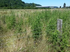 Supporting image for story: Wildlife concern over recycling plans