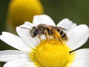 Supporting image for story: Threats ‘mounting’ for wild bee and butterfly species in Europe, experts warn