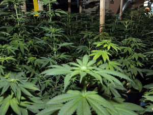 Supporting image for story: Staffordshire police arrest eighth man over cannabis