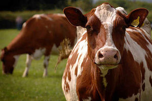 Supporting image for story: Farming Talk: What have the farmers ever done for us?