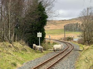 Supporting image for story: Animals trespassing on railways four times per day on average