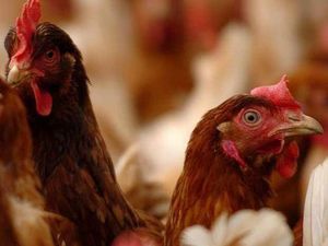 Supporting image for story: Bird keepers urged to be cautious after avian flu found in yard in Staffordshire