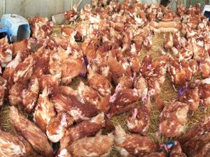 Supporting image for story: Appeal to find homes for hens who were rescued from poor indoor environment