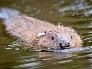 Supporting image for story: Compensate farmers for ‘high-risk’ species reintroductions, MPs say