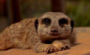 Supporting image for story