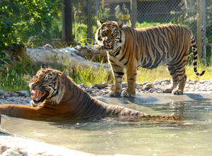 Tigers roaring to go