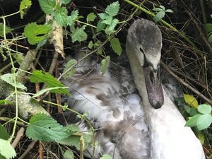 Supporting image for story: Injured swan rescued by RSPCA