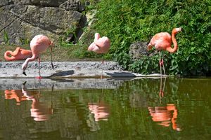 Humans aren't the only ones enjoying the warmer spell, with plenty of animals enjoying too at Dudley Zoo and Castle