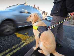 Supporting image for story: Telford private hire driver who refused guide dog must pay £2,300  