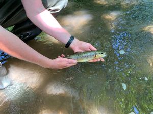 Supporting image for story: Hundreds of fish rescued from 'drying up' Shropshire rivers
