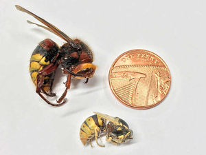 Supporting image for story: Expert claims huge hornets found in Shropshire are not invasive Asian species