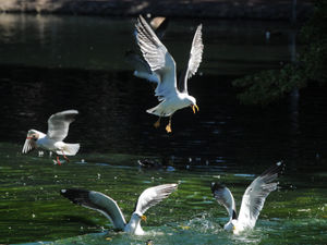 Supporting image for story: Peter Rhodes on sticky summer, partying gulls and how the Covid-19 jab may become compulsory by stealth