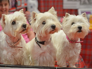Supporting image for story: Best in Snow! World’s most-famous dog show Crufts gets under way despite chilly weather