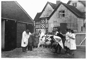 Shawbury YFC members take part in activities in 1949
