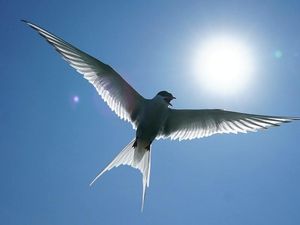 Supporting image for story: Wing shape can reveal which birds are better at long-haul flights – study