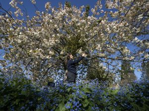 A woman tending a blossoming tree