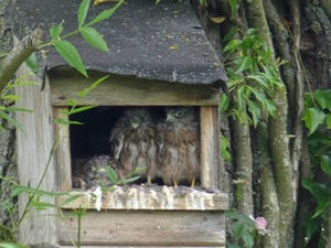 The kestrel chicks in the nest box. Photo: Tony Colton