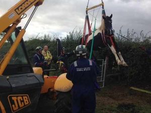 Supporting image for story: Rescuing animals is all in a day's work for Shropshire firefighters