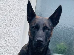 Supporting image for story: Staffordshire Police dog with scary stare becomes online star after chasing down suspect