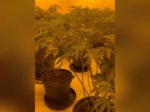 Supporting image for story: Man forced to work at Telford cannabis farm to pay back people smugglers is jailed