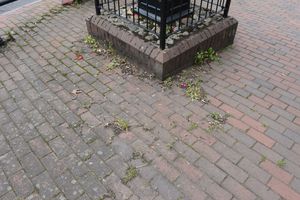 Weeds on a pavement